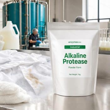 Alkaline Protease Industrial Powder — industrial enzyme by enzymes.bio