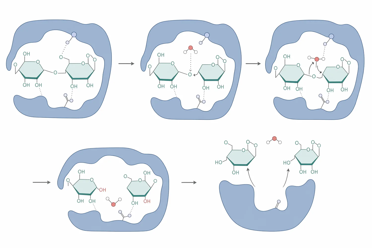 Lactase hydrolyzes lactose with water to produce glucose and galactose, reducing intact lactose while changing sweetness and crystallization behavior.