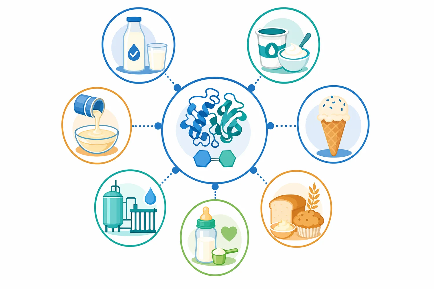 Lactase is used across milk, yogurt, frozen dairy, milk powders, bakery systems, and whey streams because the same lactose conversion creates different product benefits in each matrix.