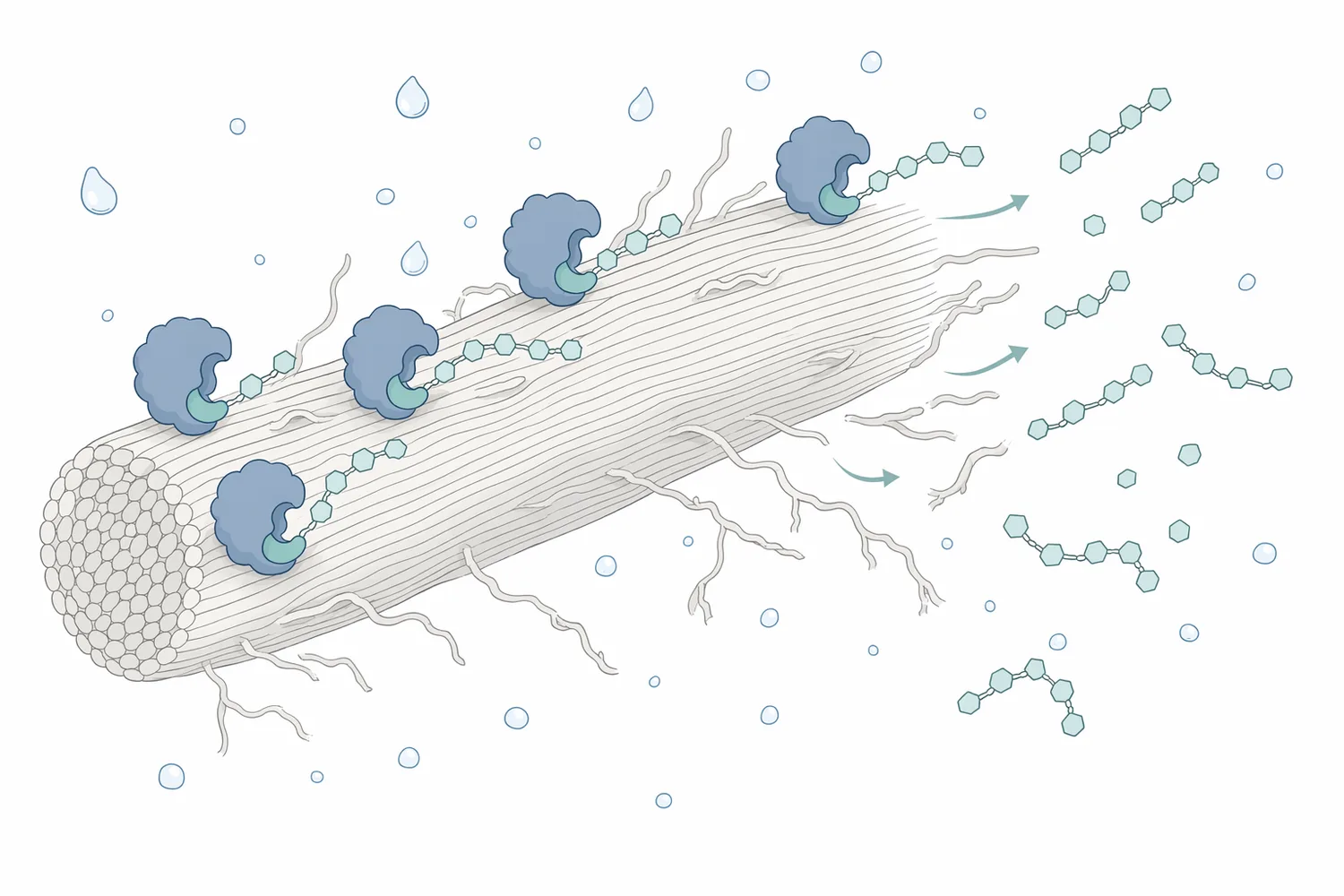 Cellulase hydrolyzes accessible β-1,4-glucan chains in exposed cotton microfibrils while the denser fiber body is modified much more slowly.