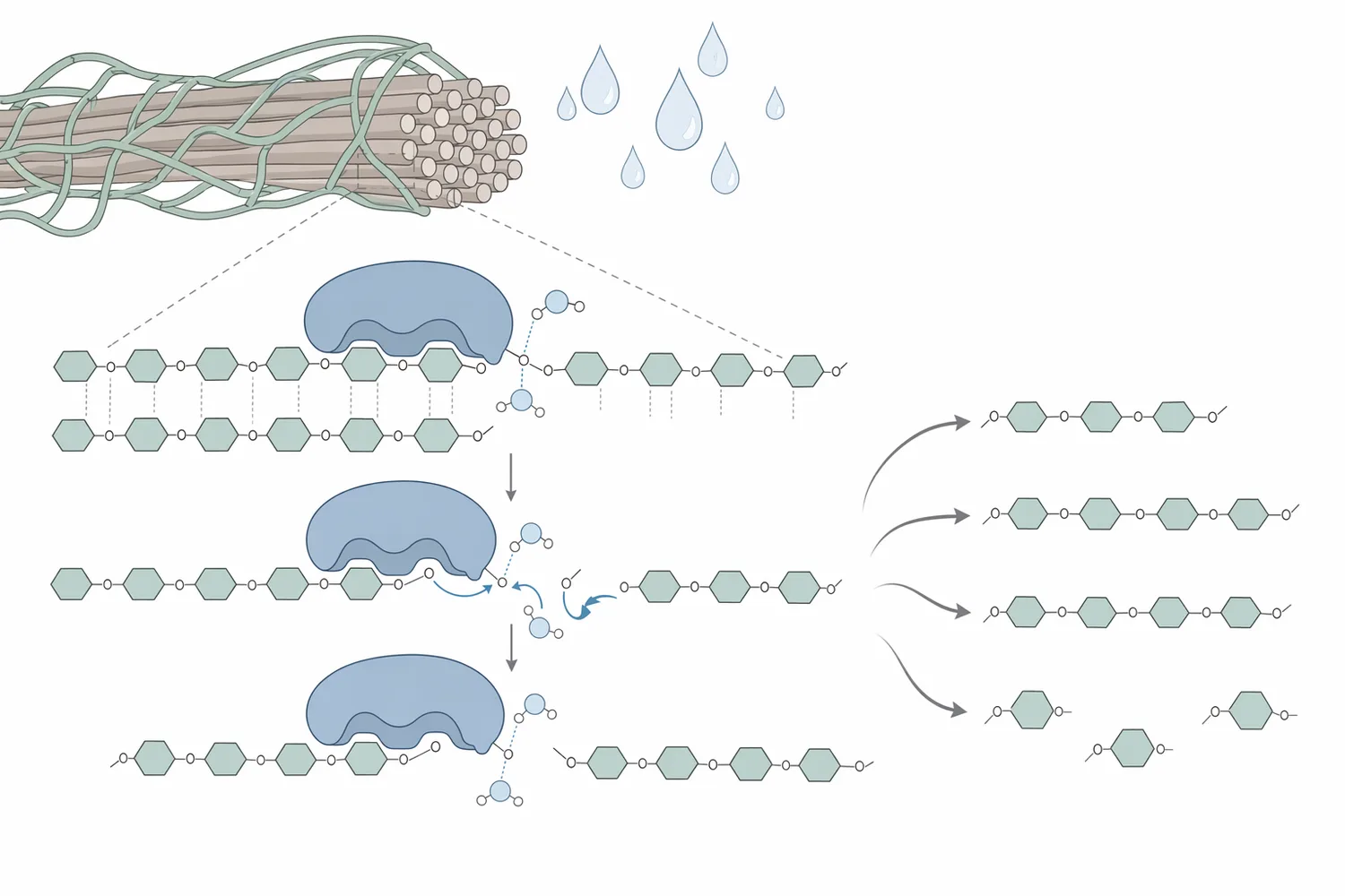 Cellulase systems act cooperatively as endo-cellulase opens internal chain sites, exo-cellulase releases cellodextrins, and β-glucosidase converts cellobiose to glucose.