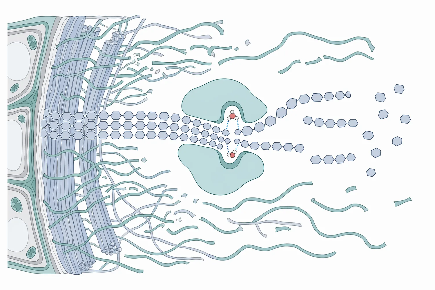 Acid cellulase cleaves β-1,4 linkages in accessible tobacco cellulose, weakening microfibrils without requiring complete fiber digestion.