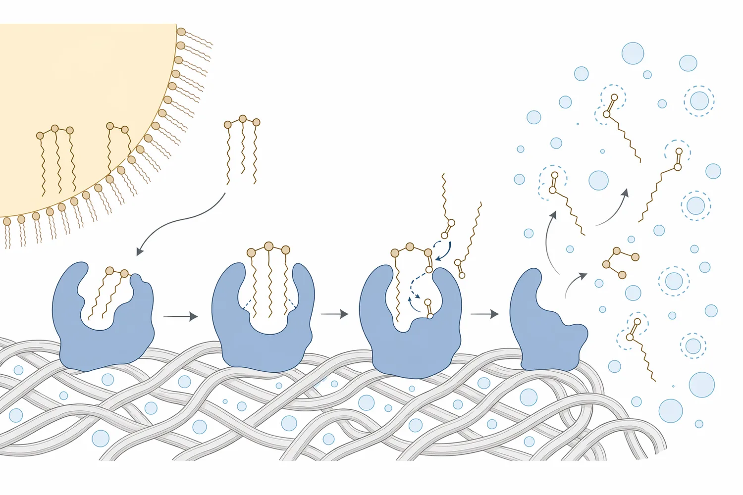 Acid lipase hydrolyzes triglyceride ester bonds to form smaller lipid products that are easier to emulsify and wash from leather.