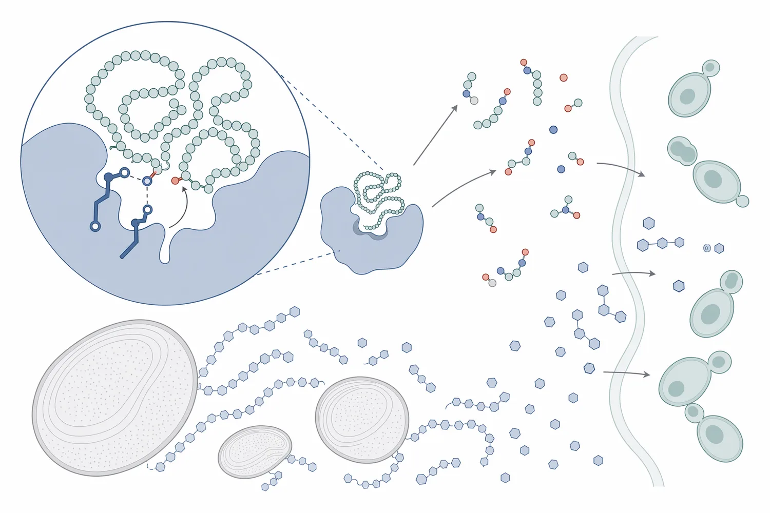 Acid protease cleaves peptide bonds in feedstock proteins to produce smaller peptides and amino acids that yeast can use more readily.