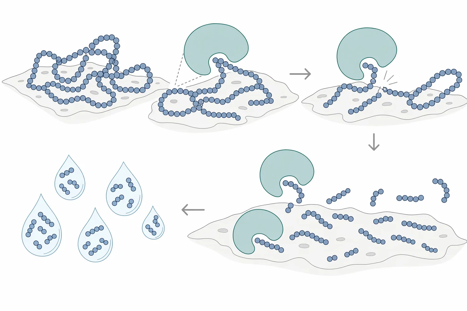 Acid protease hydrolyzes peptide bonds in protein residues, converting large adhesive proteins into smaller peptide fragments.