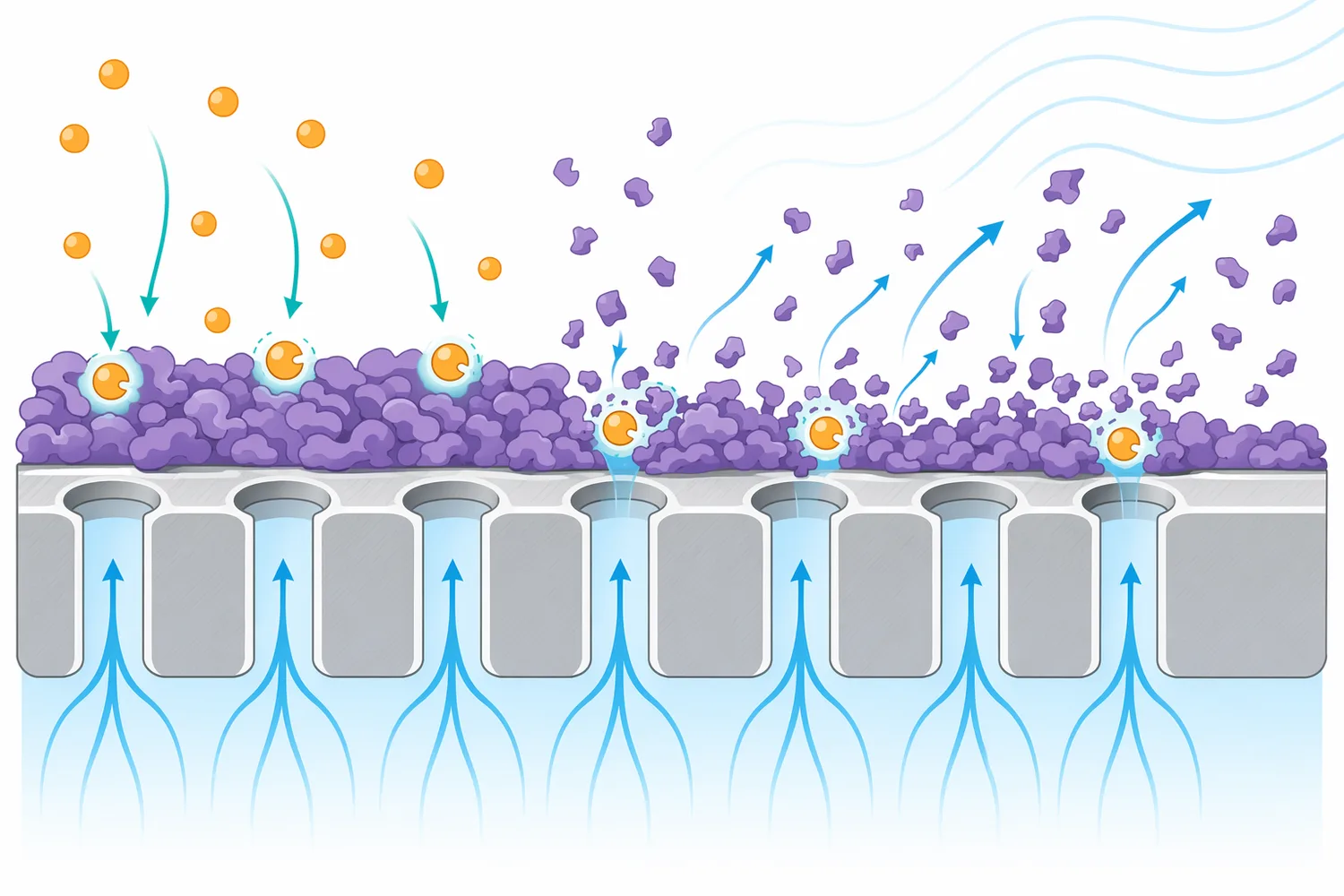 In membrane and filter cleaning, protease hydrolysis can loosen protein fouling layers and generate smaller fragments that flow away during cleaning.