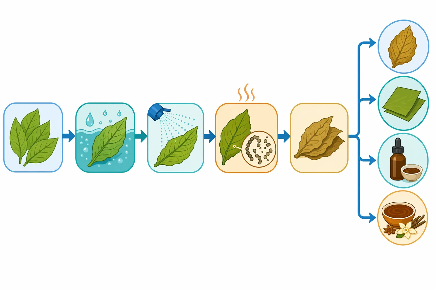 Controlled protease use supports partial protein hydrolysis within a broader tobacco-conditioning, fermentation, and aging process.