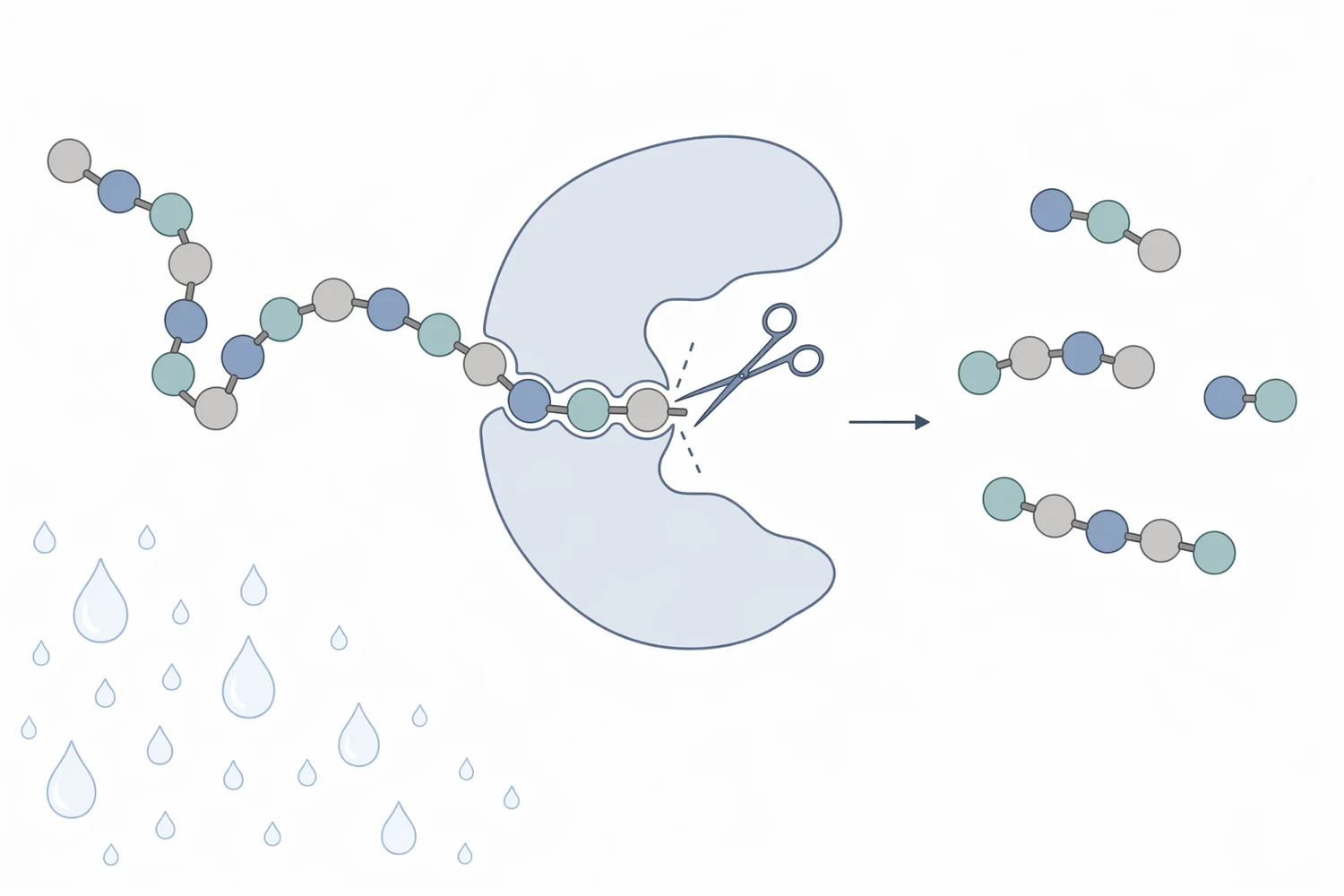 Acid protease hydrolyzes peptide bonds by using water to split protein chains into smaller peptides and amino-acid-containing fragments.