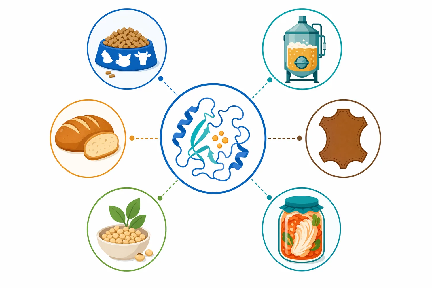 Acid protease is used across acidic food, brewing, baking, leather, plant protein, and feed processes where controlled protein hydrolysis is beneficial.