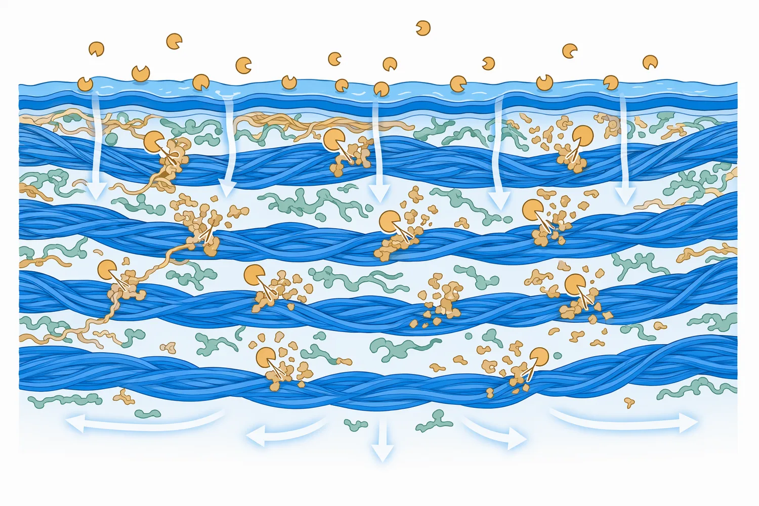 In acidic leather bating, acid protease can loosen proteinaceous materials around collagen fibers while preserving the main collagen network.