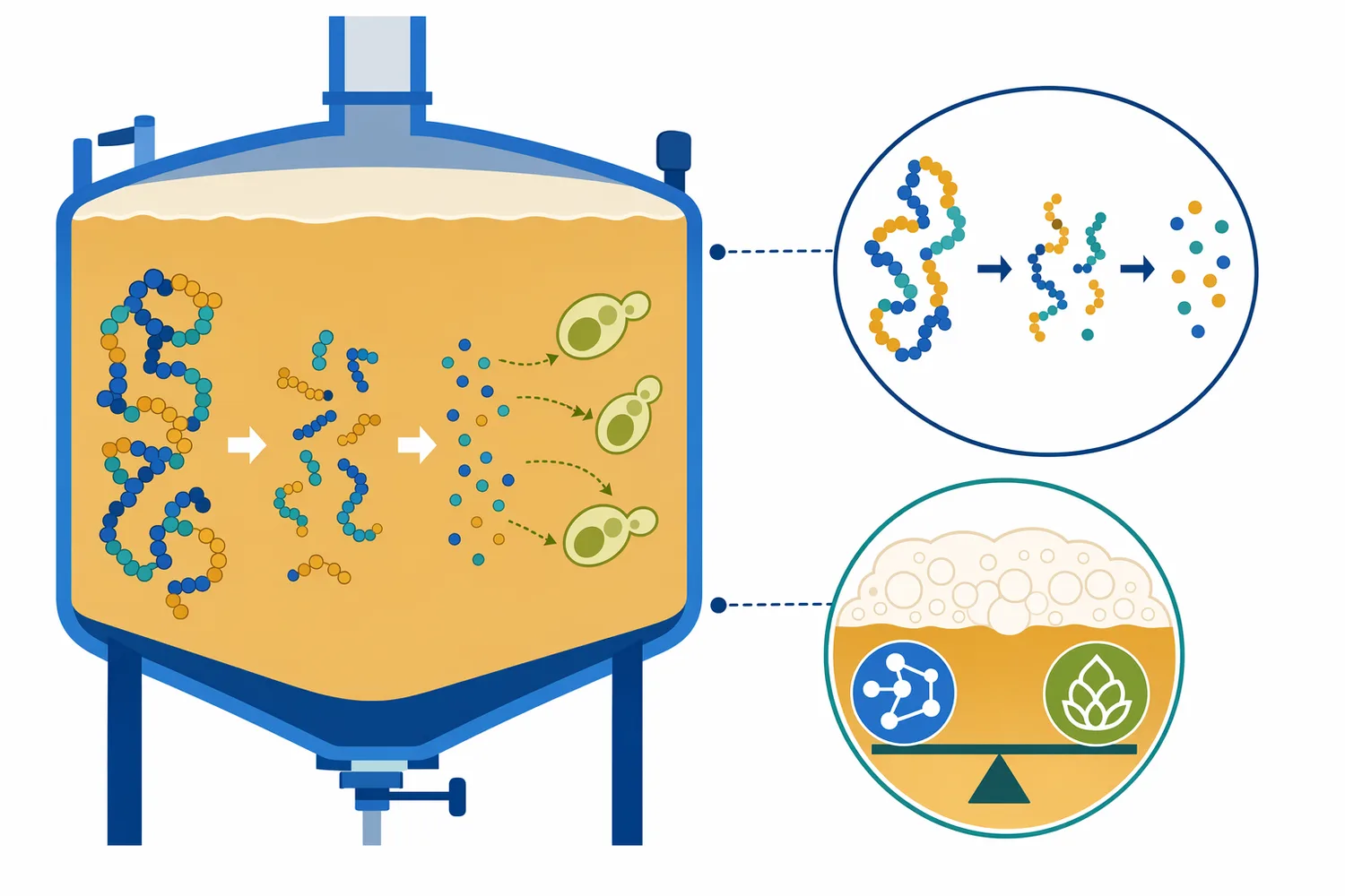 In brewing and fermentation, controlled acid protease treatment can increase yeast-available nitrogen while excessive proteolysis may reduce foam-positive proteins.