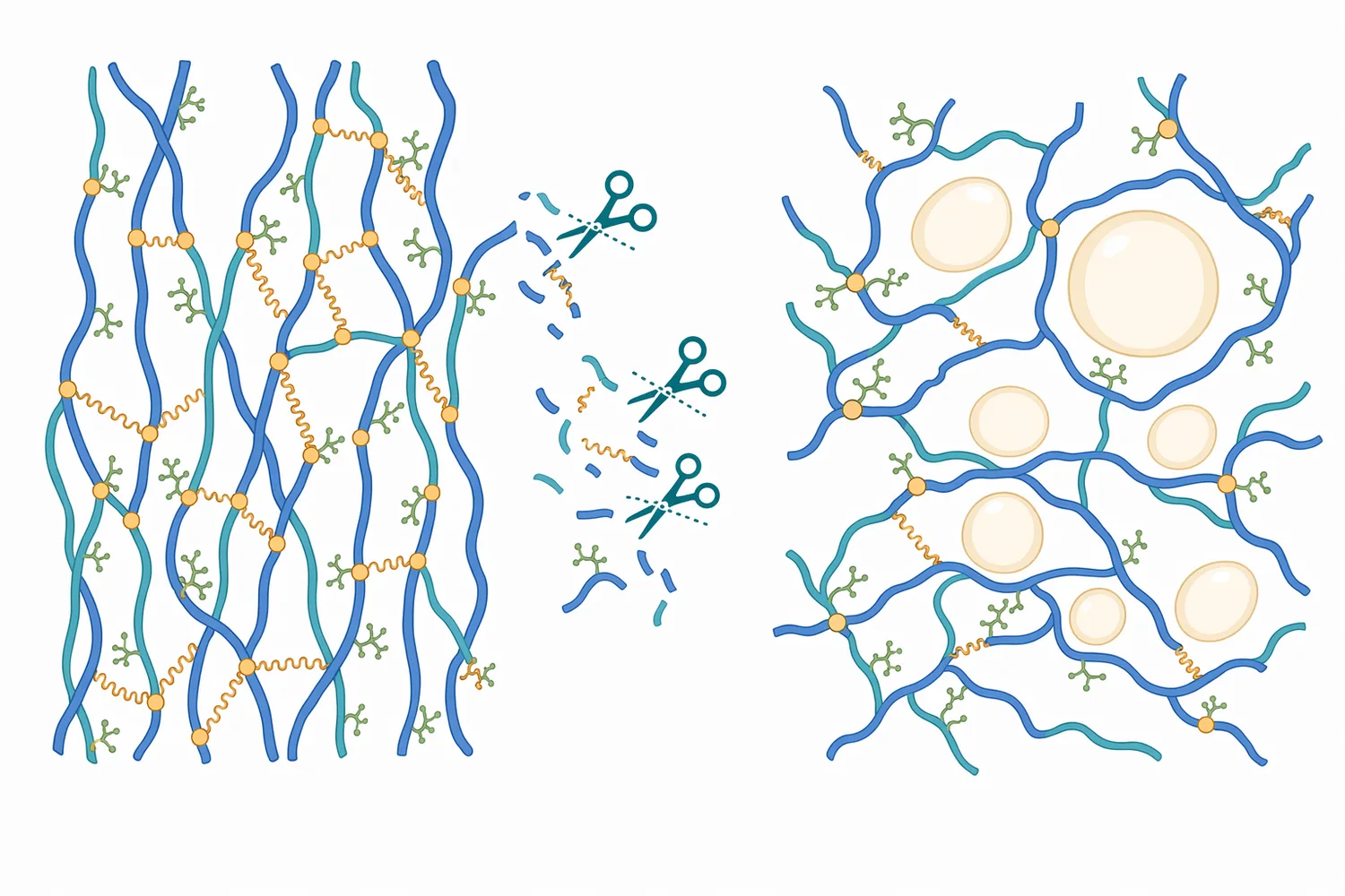In acidic dough systems, partial proteolysis shortens gluten proteins and can make dough more extensible without fully destroying gas retention.