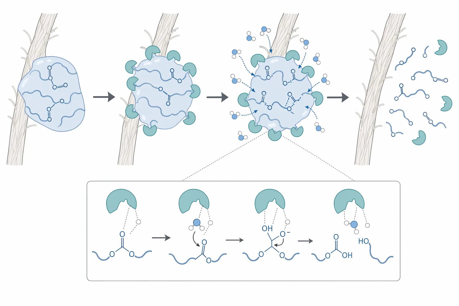 Enzyme-catalyzed hydrolysis uses water to cleave susceptible bonds in adhesive matrices, reducing tack, cohesion, and interfacial grip.