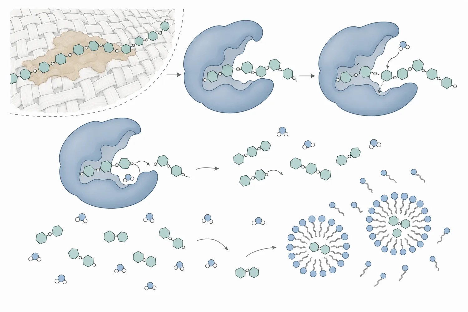 Alkaline amylase cleaves internal α-1,4 linkages in starch, converting long adhesive polymers into shorter dextrins and sugars.