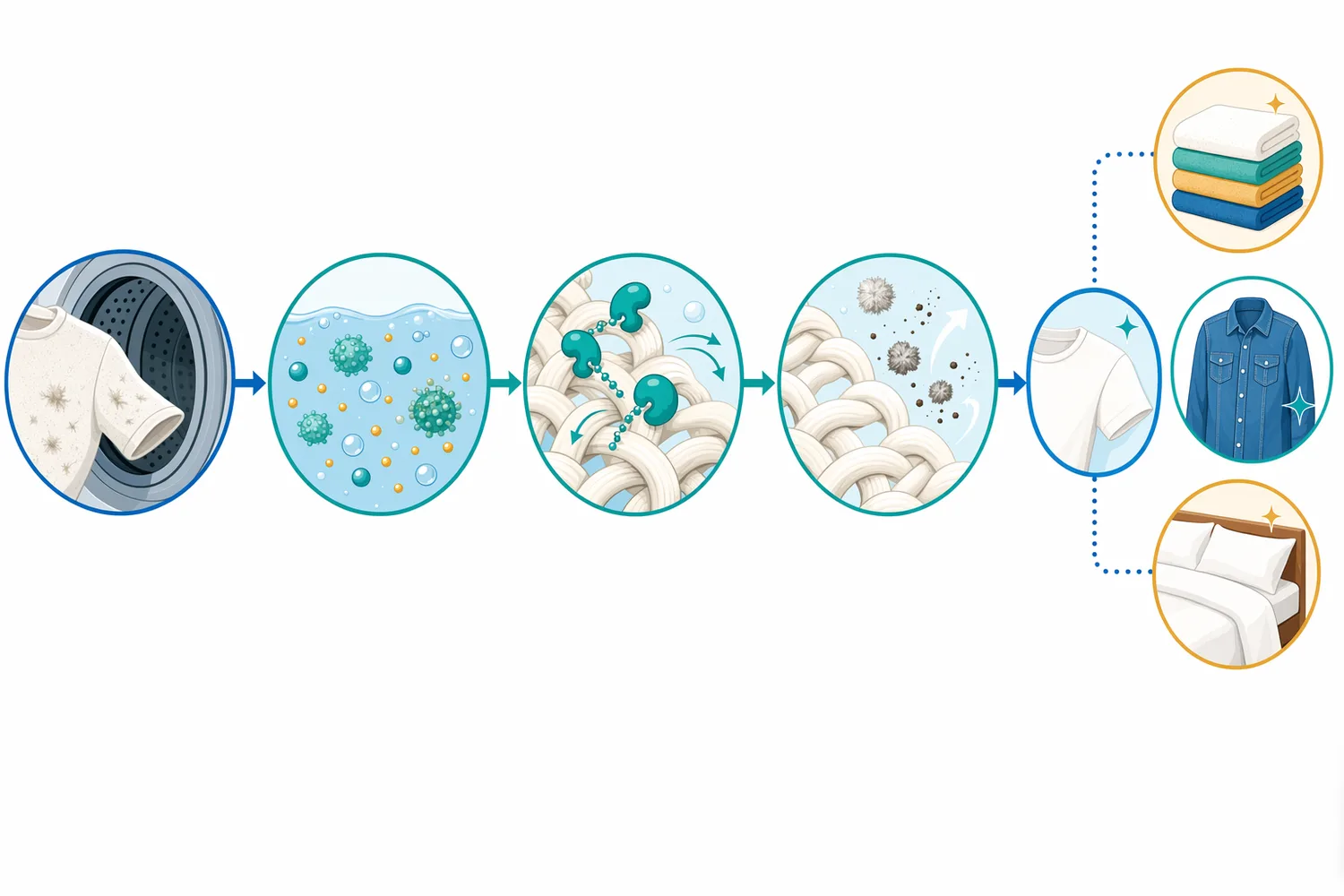 In detergent use, alkaline cellulase must survive the product format, disperse into wash liquor, contact cotton surfaces, and work with agitation and rinsing to remove loosened fibrils and soil.