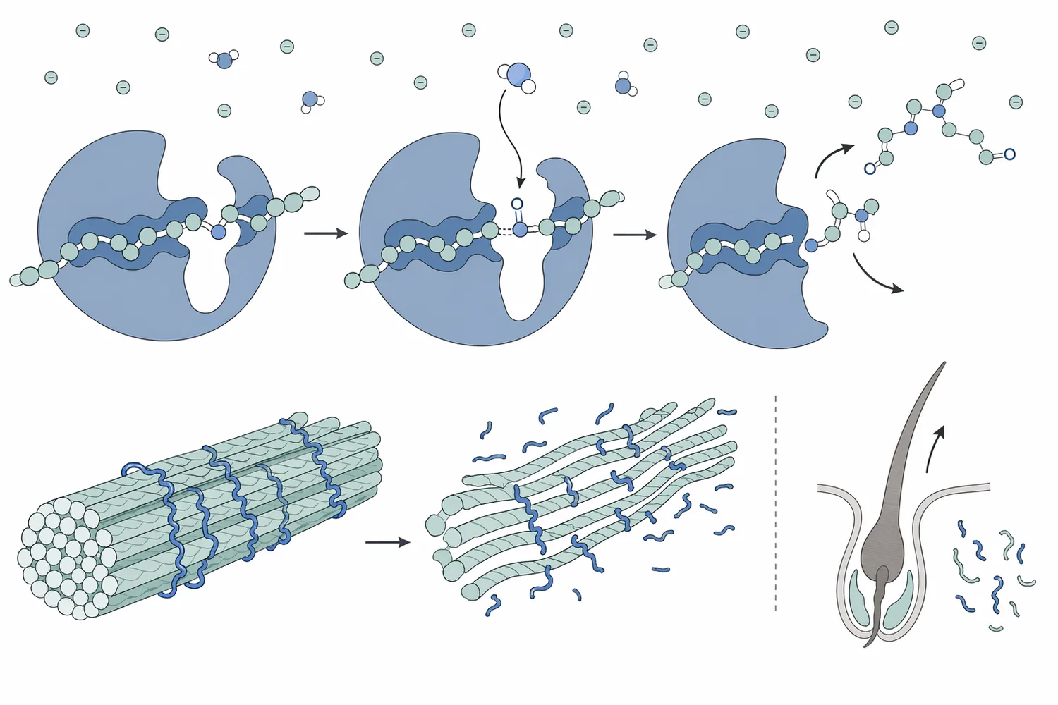 Endo-proteases cleave internal peptide bonds in accessible non-collagenous proteins, converting large matrix materials into smaller fragments that can move out of the hide structure.