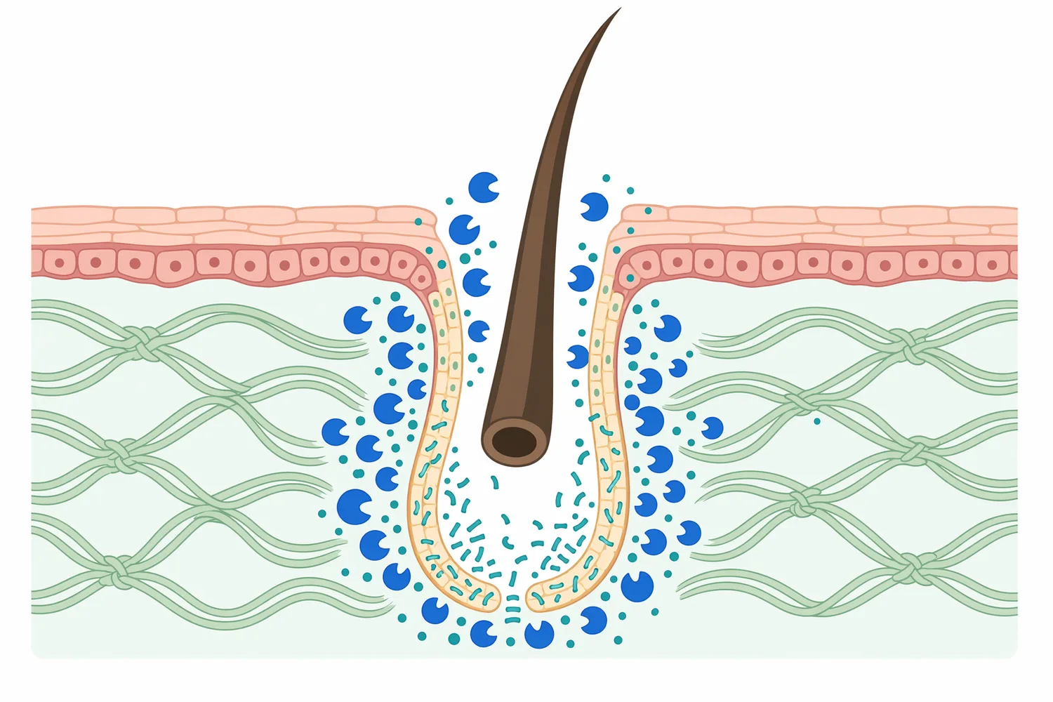 Enzymatic unhairing can release hair by weakening follicular and epidermal anchoring proteins rather than dissolving the full hair shaft.