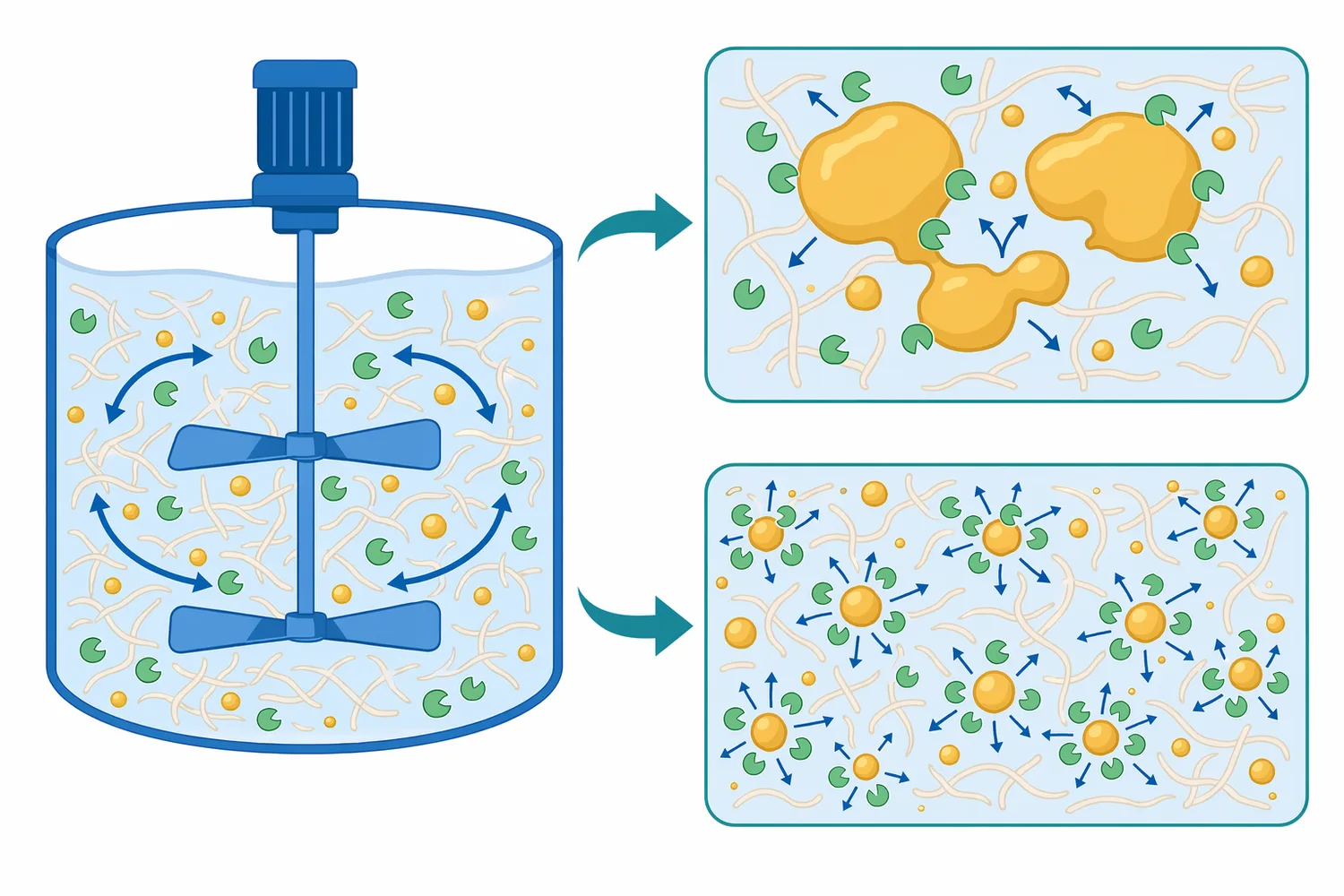 Lipase performance depends on contact at the water-lipid interface, so mixing and droplet dispersion increase accessible substrate surface area.