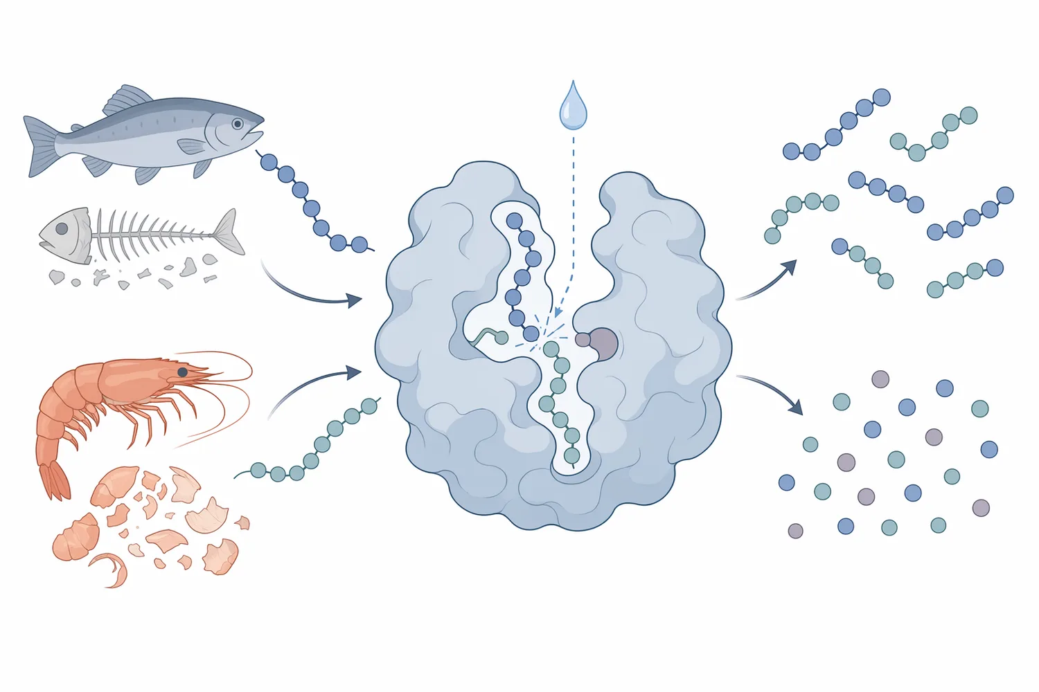 On shrimp shell, alkaline protease cleaves shell-associated proteins so peptide fragments can leave the chitin-mineral matrix and enter the liquid phase.