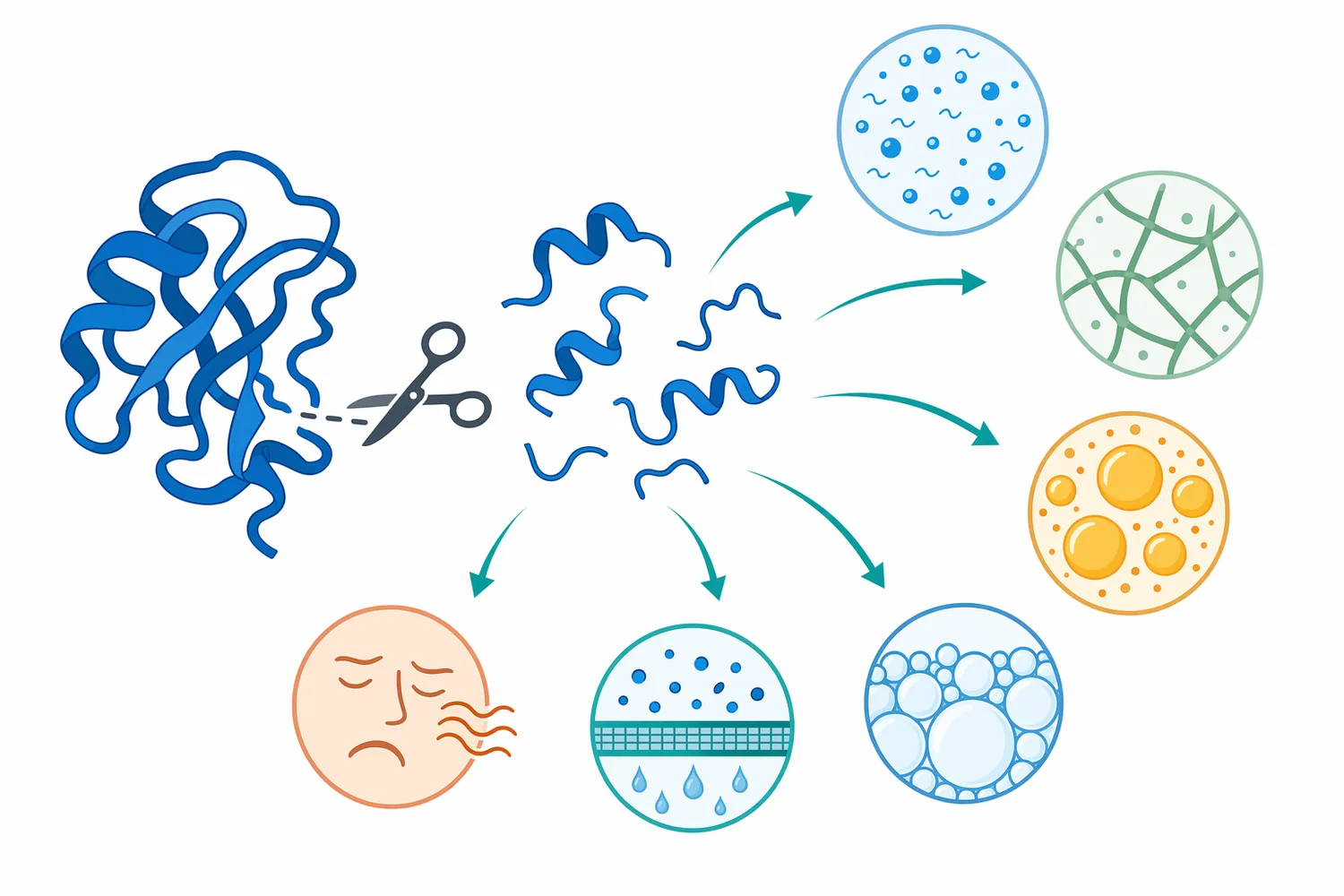 Hydrolysis changes peptide size and exposed chemical groups, which can alter solubility, viscosity, emulsification, foaming, filtration, and sensory behavior.