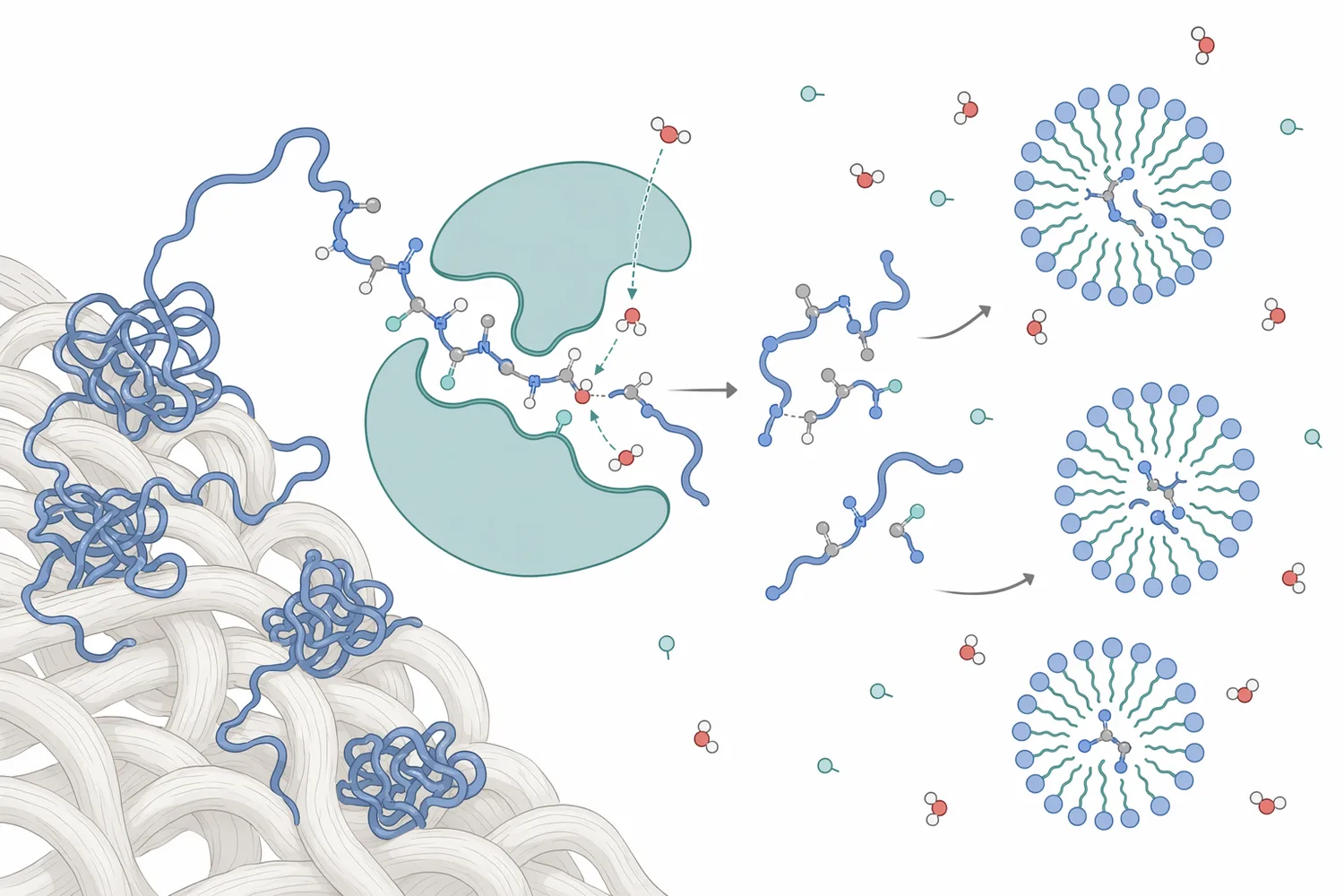 Alkaline proteases remove protein stains by hydrolyzing peptide bonds into smaller water-dispersible fragments during washing.