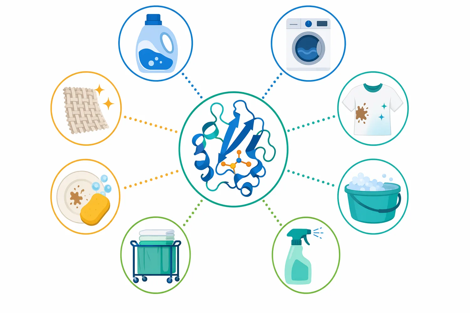 Alkaline detergent proteases are mainly used in laundry, stain-remover, presoak, institutional cleaning, dishwashing, and textile-cleaning products.