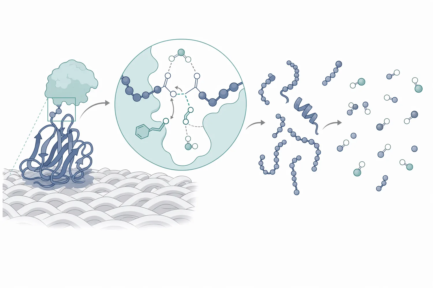 Alkaline protease hydrolyzes peptide bonds in hydrated protein soils so surfactants, agitation, and rinse water can remove smaller fragments.