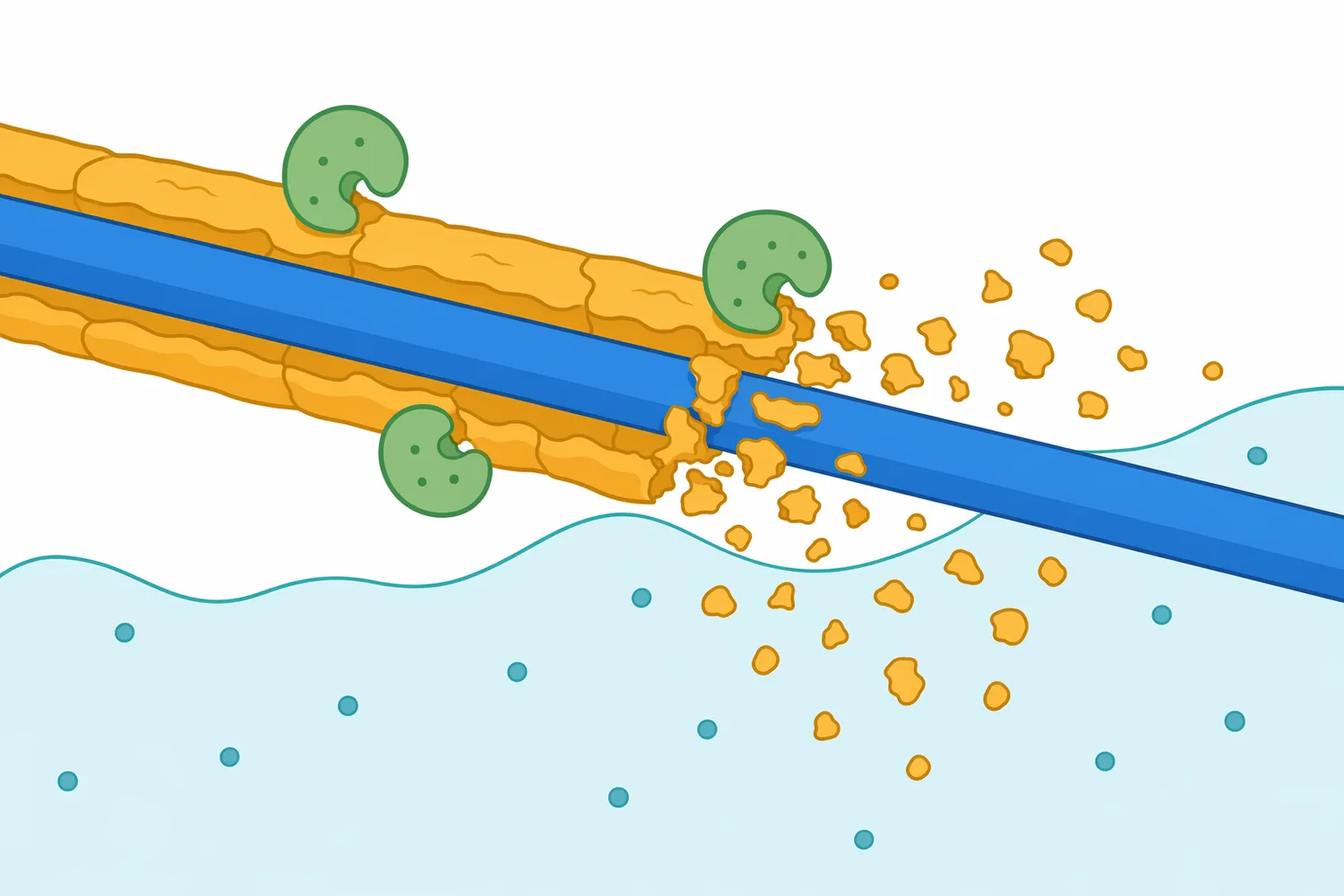 In silk degumming, alkaline protease preferentially removes accessible sericin coating from fibroin filaments under controlled conditions.