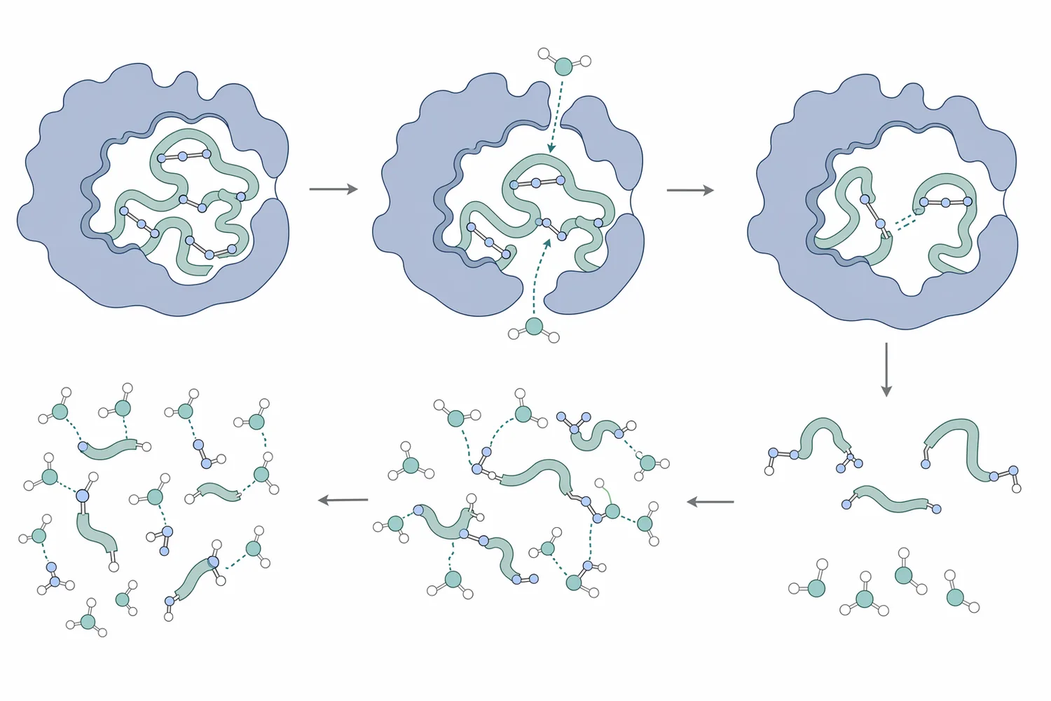 Alkaline protease hydrolyzes peptide bonds in large proteins, producing smaller peptides that disperse, dissolve, or detach more readily.