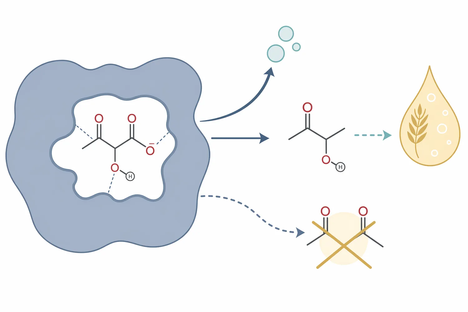 ALDC converts alpha-acetolactate directly into acetoin, reducing the precursor flow that would otherwise form flavor-active diacetyl.