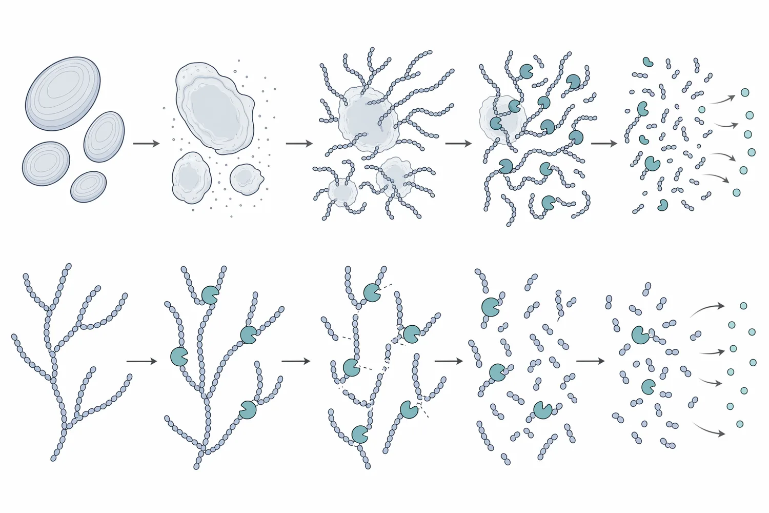 Alpha-amylase hydrolyzes internal α-1,4 bonds in amylose and amylopectin to form dextrins and smaller soluble carbohydrates while leaving α-1,6 branch points for other enzymes.
