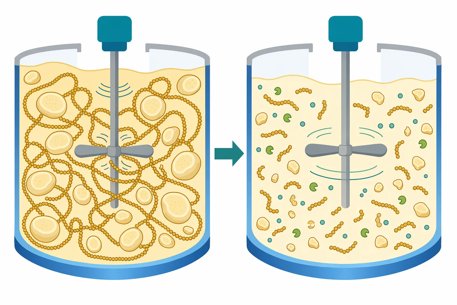 Cutting long gelatinized starch chains into shorter fragments reduces polymer entanglement and visibly lowers mash viscosity.