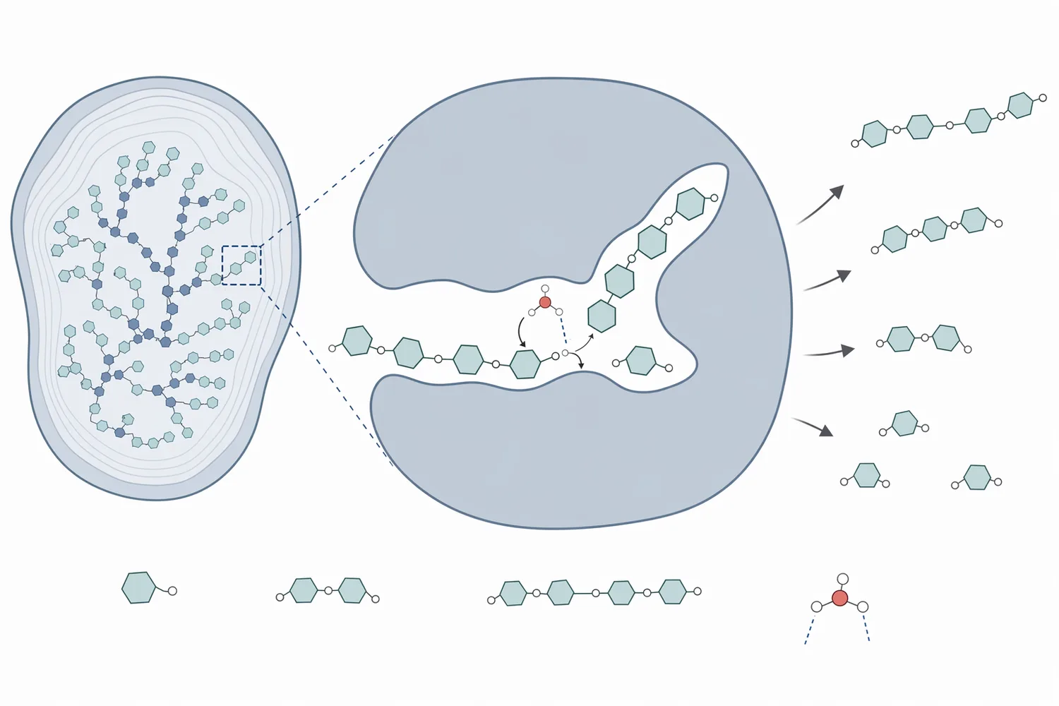 Alpha amylase hydrolyzes internal starch bonds to generate fermentable sugars and dextrins in bakery dough.