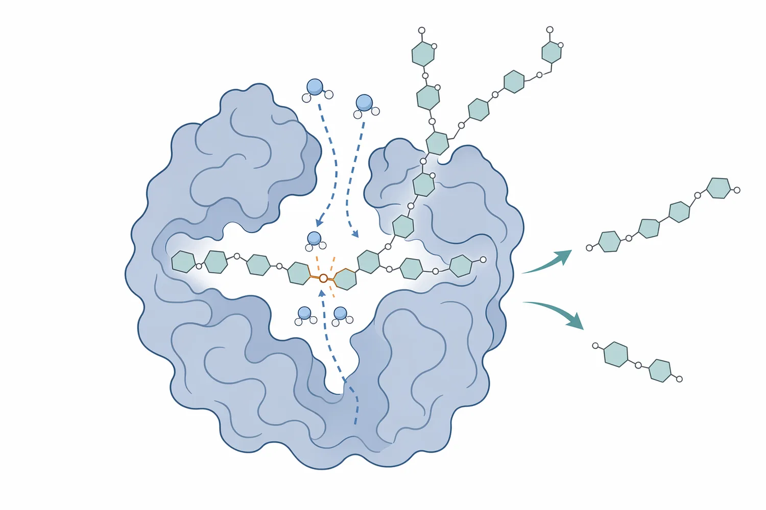 Alpha-amylase cuts internal α-1,4 linkages in amylose and amylopectin to form shorter dextrins while α-1,6 branch points remain.