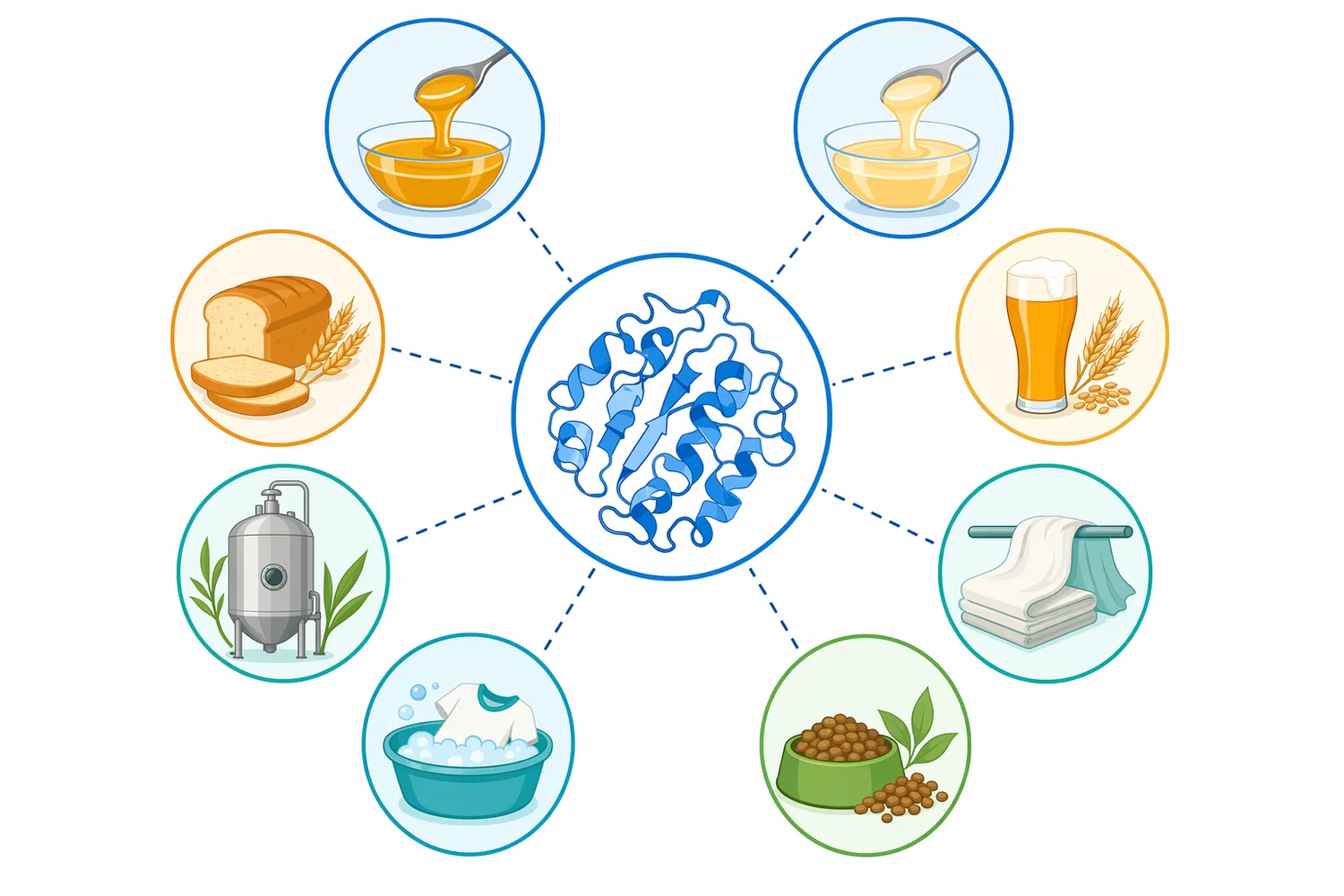 Alpha-amylase is used across starch liquefaction, food and beverage processing, brewing and fermentation, textile desizing, cleaning, and starch-containing side-stream treatment.