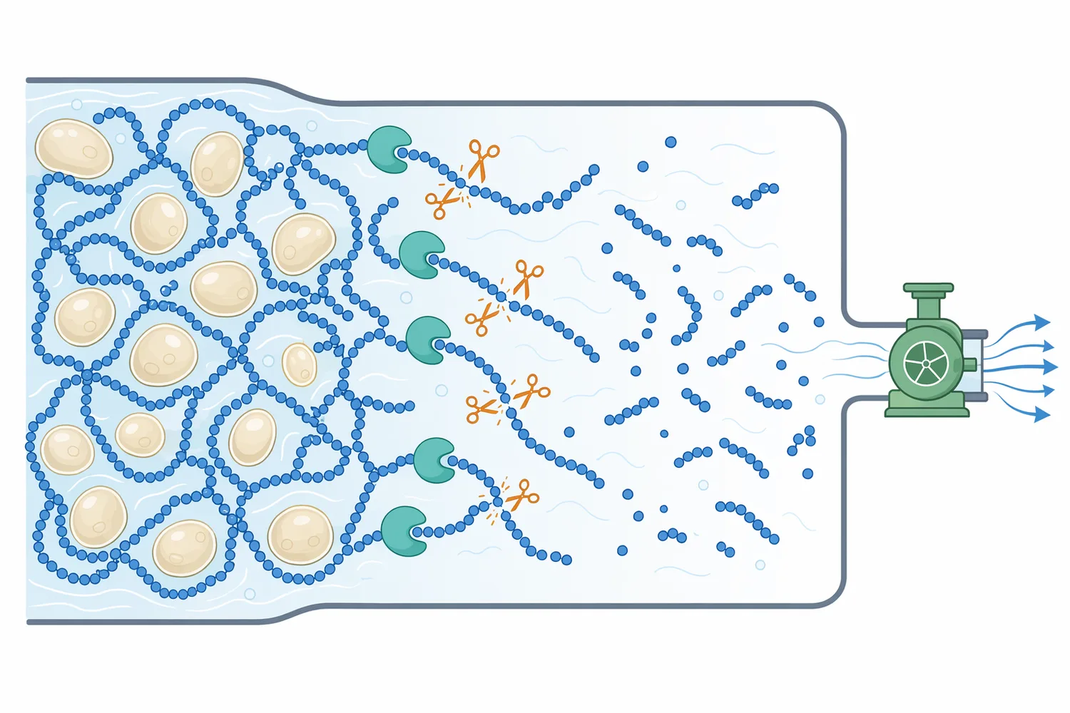 Gelatinization exposes starch chains, allowing alpha-amylase to shorten polymers and rapidly reduce paste viscosity.
