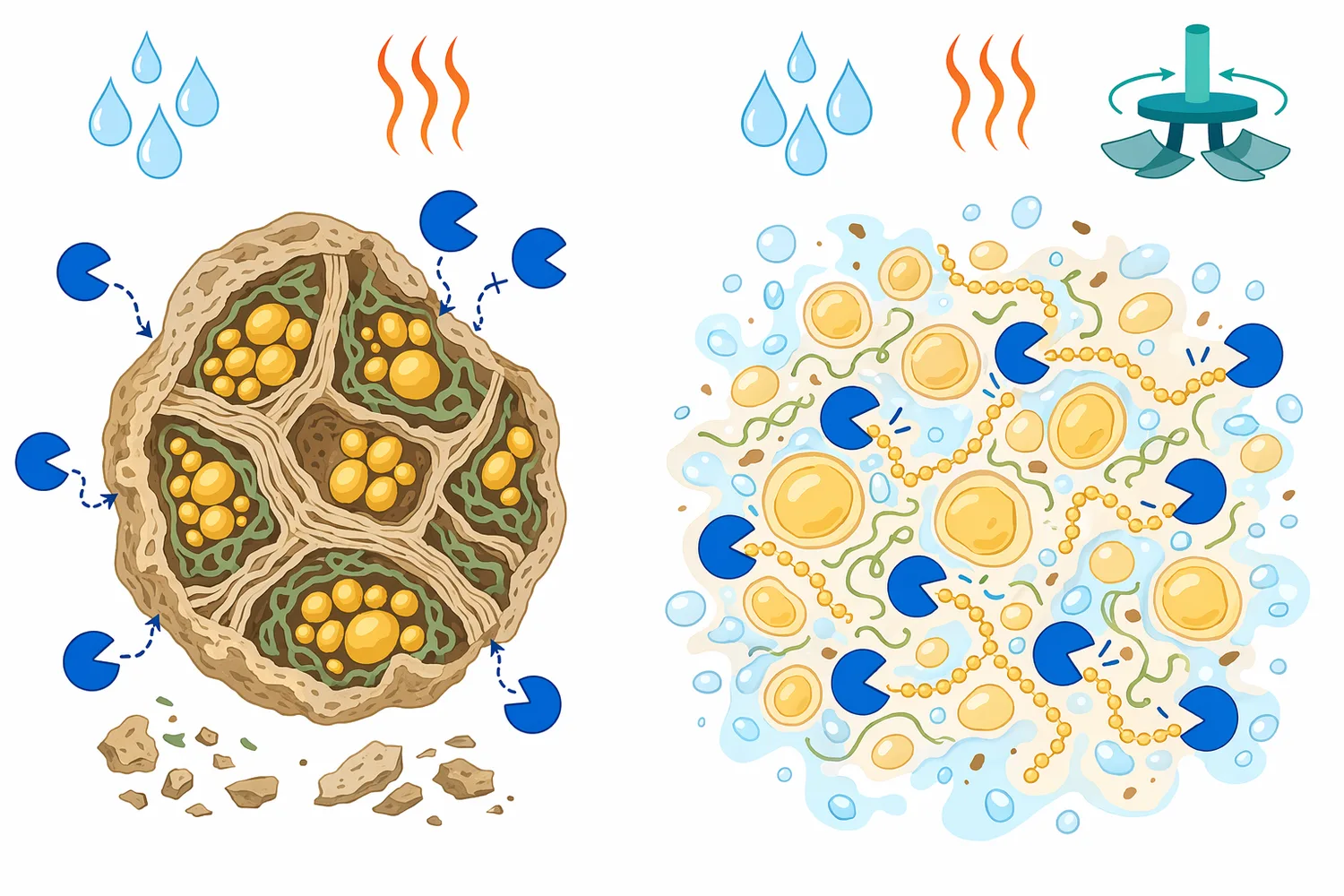 Particle size, hydration, gelatinization, and surrounding plant matrix determine how much starch alpha-amylase can physically reach.