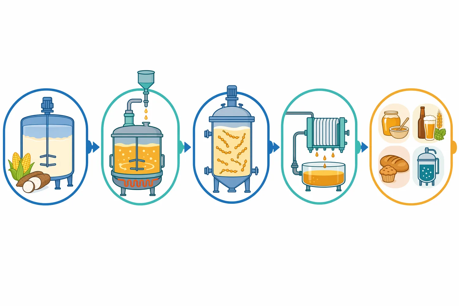 In starch-to-sugar processing, alpha-amylase performs the liquefaction step that converts thick starch slurry into lower-viscosity dextrins for further saccharification, fermentation, or maltodextrin production.