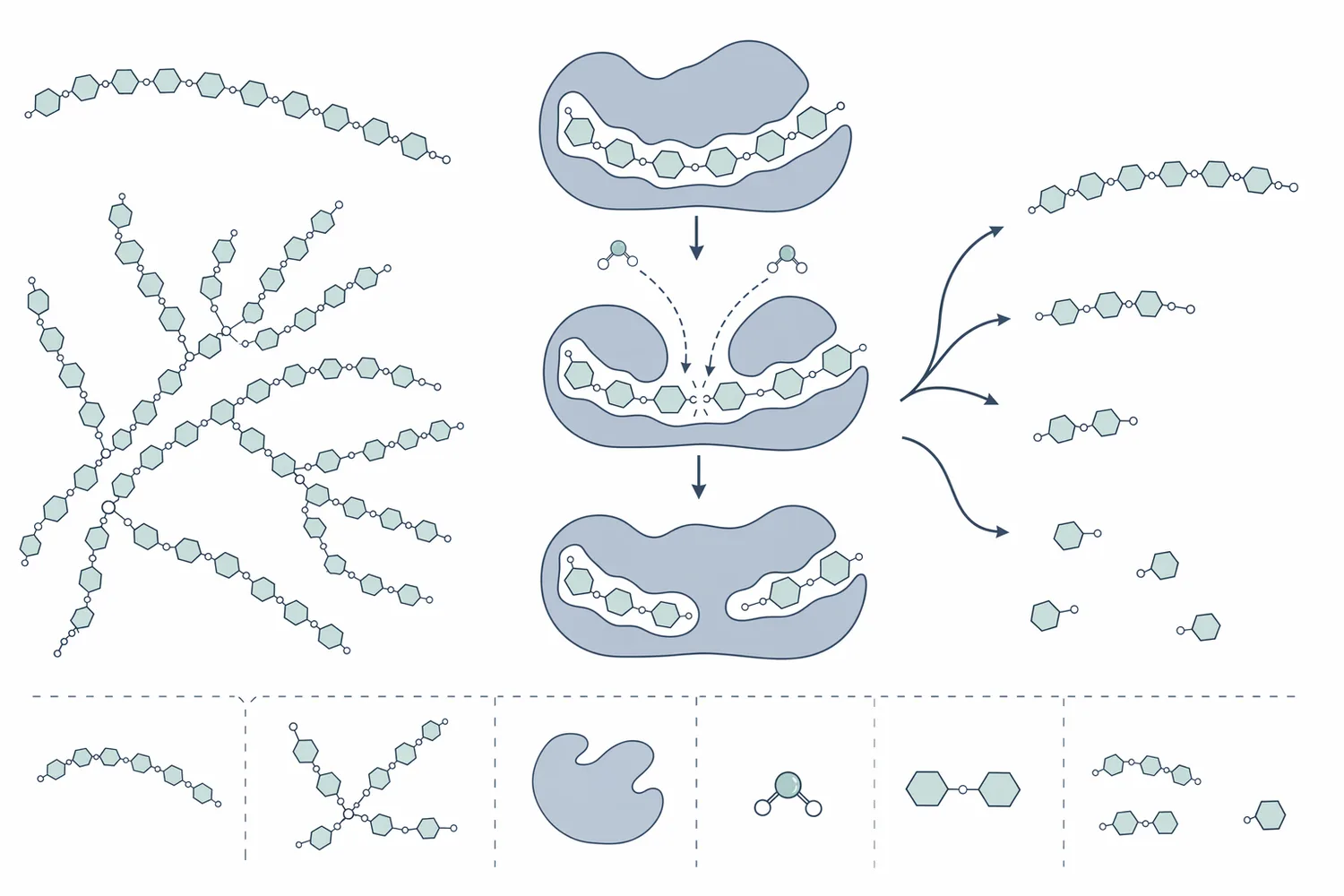 Alpha-amylase cuts internal alpha-1,4 bonds in starch chains, producing shorter dextrins and reducing viscosity.