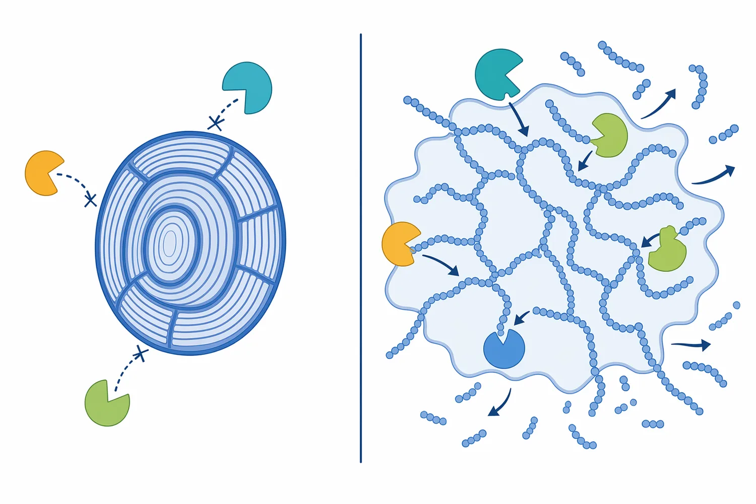 Gelatinized starch exposes more alpha-glucan chains to alpha-amylase than intact raw starch granules.
