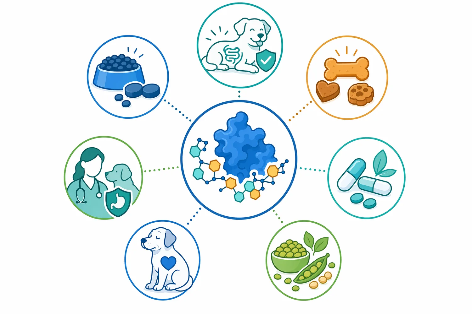 Alpha galactosidase is most relevant in digestive enzyme blends, plant-inclusive foods, gas-and-stool-comfort products, and senior digestive-support concepts.