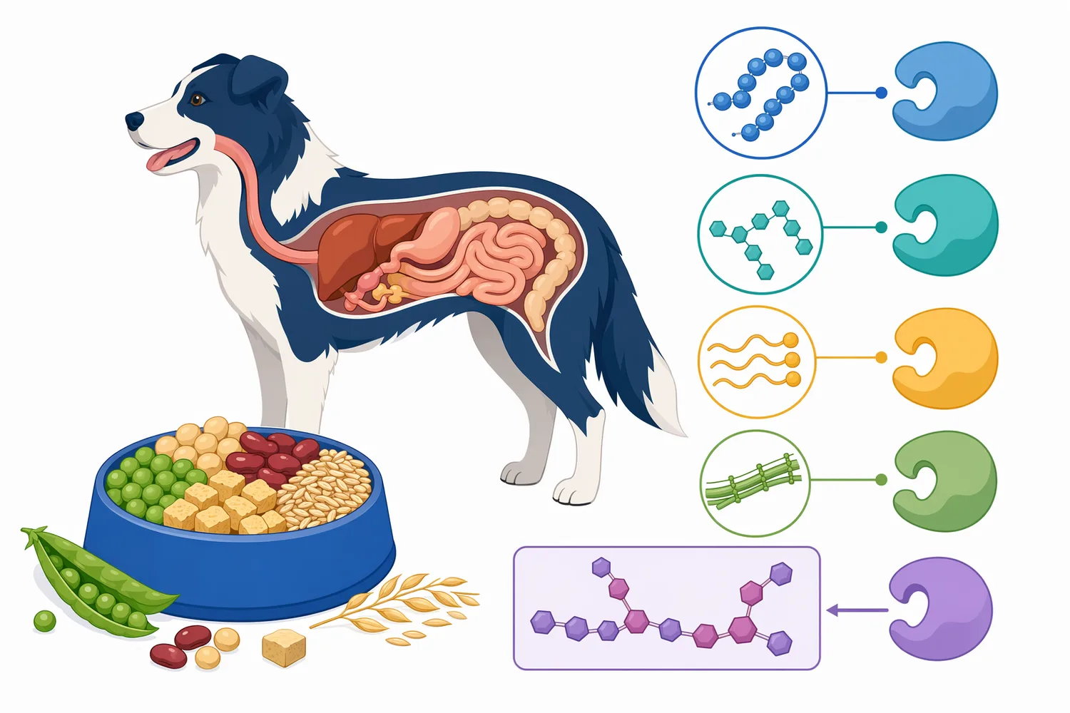 Alpha galactosidase is a targeted carbohydrase that complements canine digestive enzymes by acting on selected plant oligosaccharides.