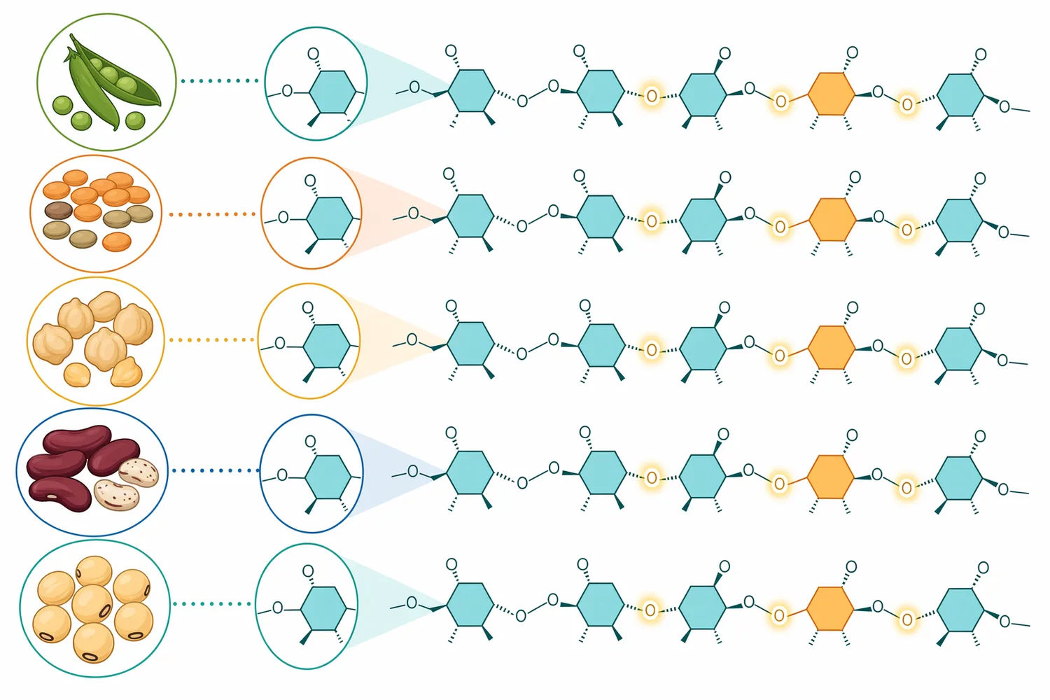 Legumes, soy, beans, peas, and related plant ingredients can supply raffinose-family oligosaccharides with alpha-galactosidic linkages.