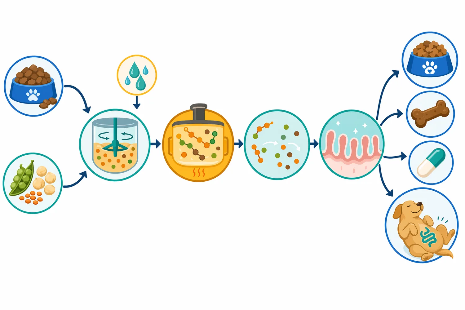 When intact plant oligosaccharides escape upper-gut digestion, they can reach the colon and become substrate for bacterial fermentation.