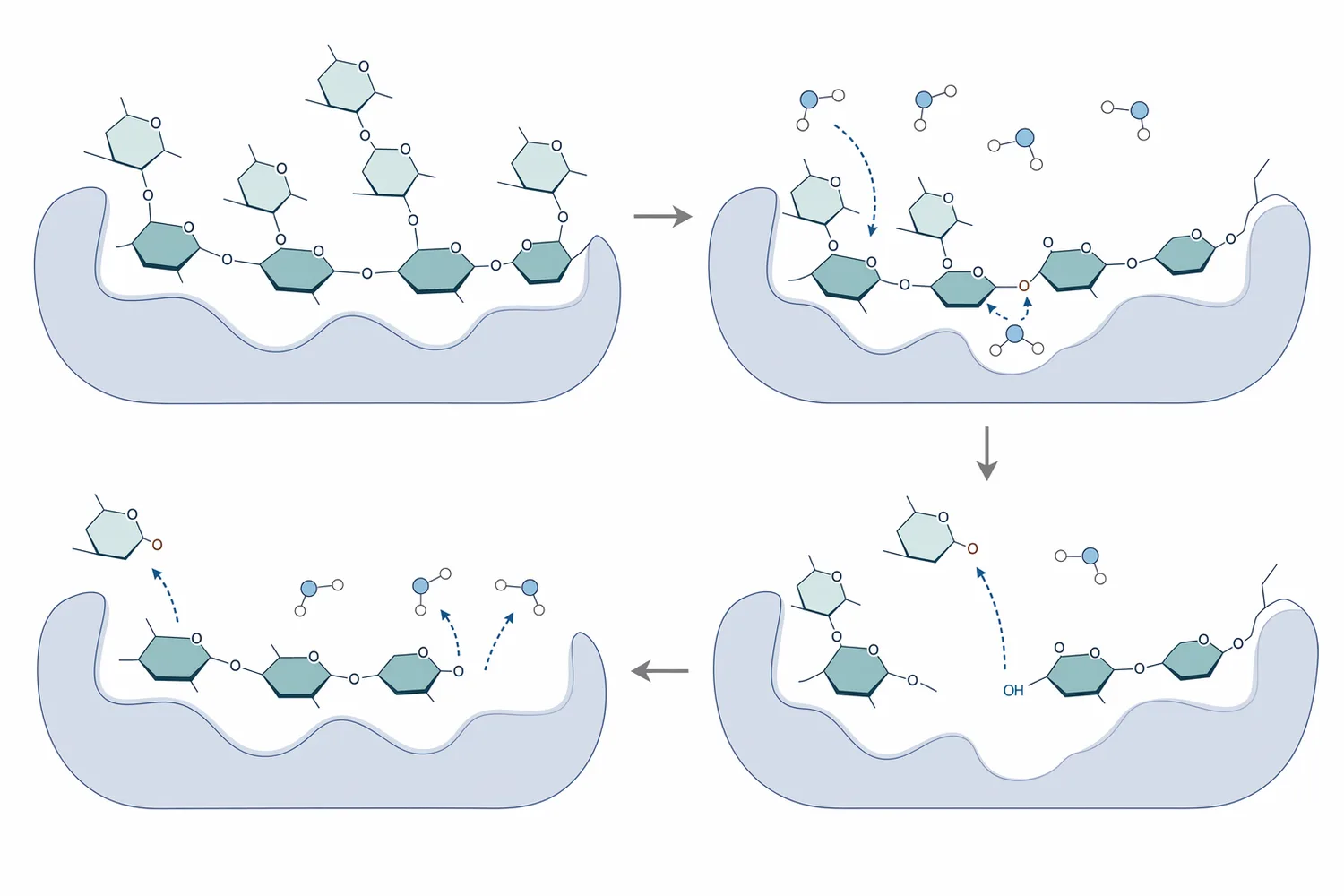 Alpha-galactosidase removes terminal alpha-linked galactose residues from raffinose-family oligosaccharides such as raffinose and stachyose.