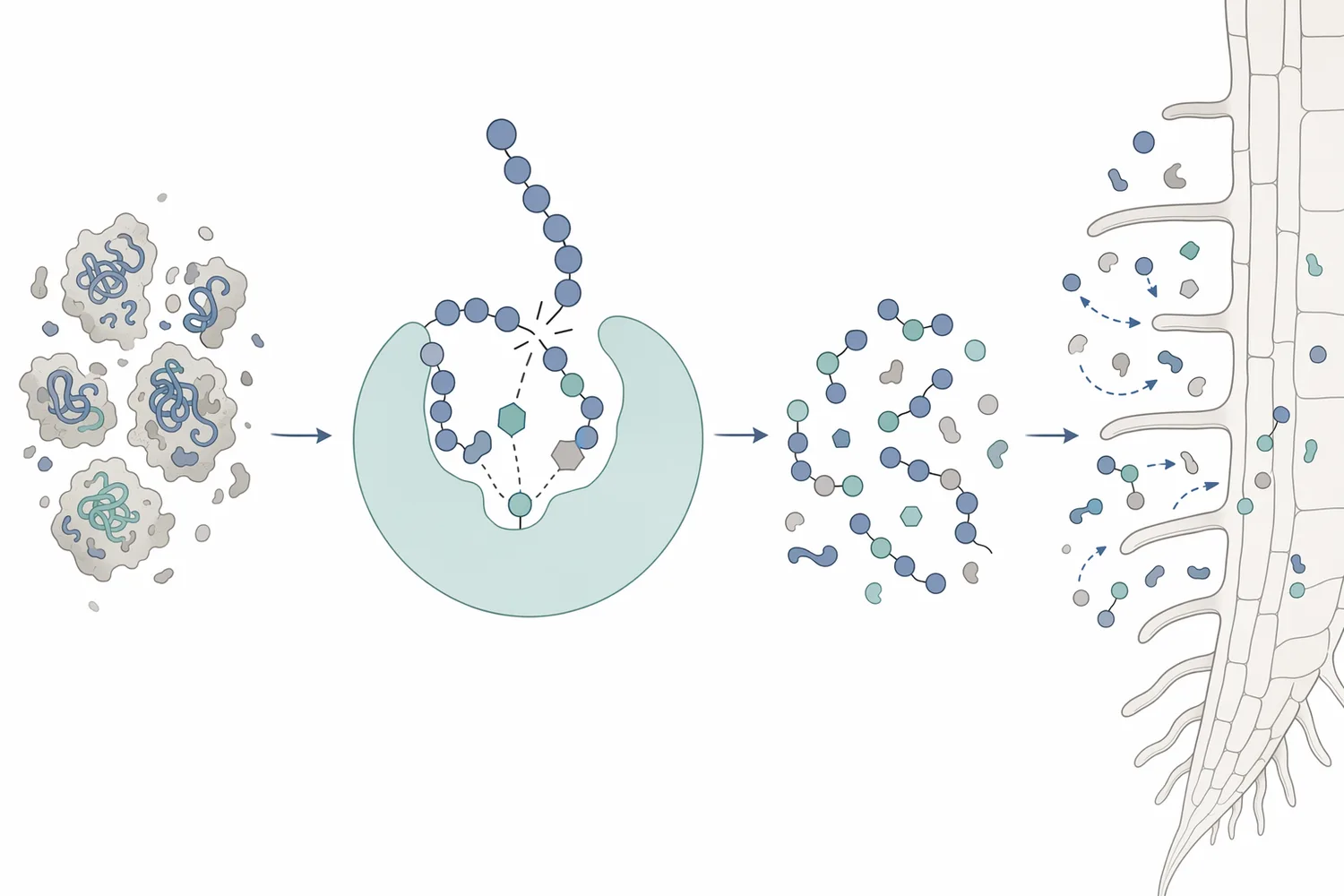 Hydrolysis progressively removes phosphate groups from phytic-acid-type substrates rather than simply dissolving an existing salt.