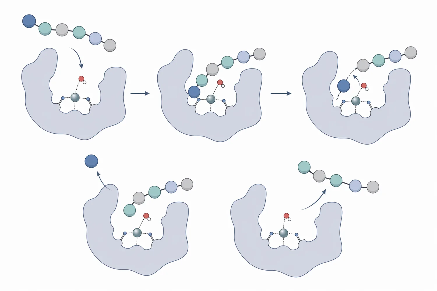 Aminopeptidase removes amino acids sequentially from the N-terminus of peptides to improve protein hydrolysate profile.