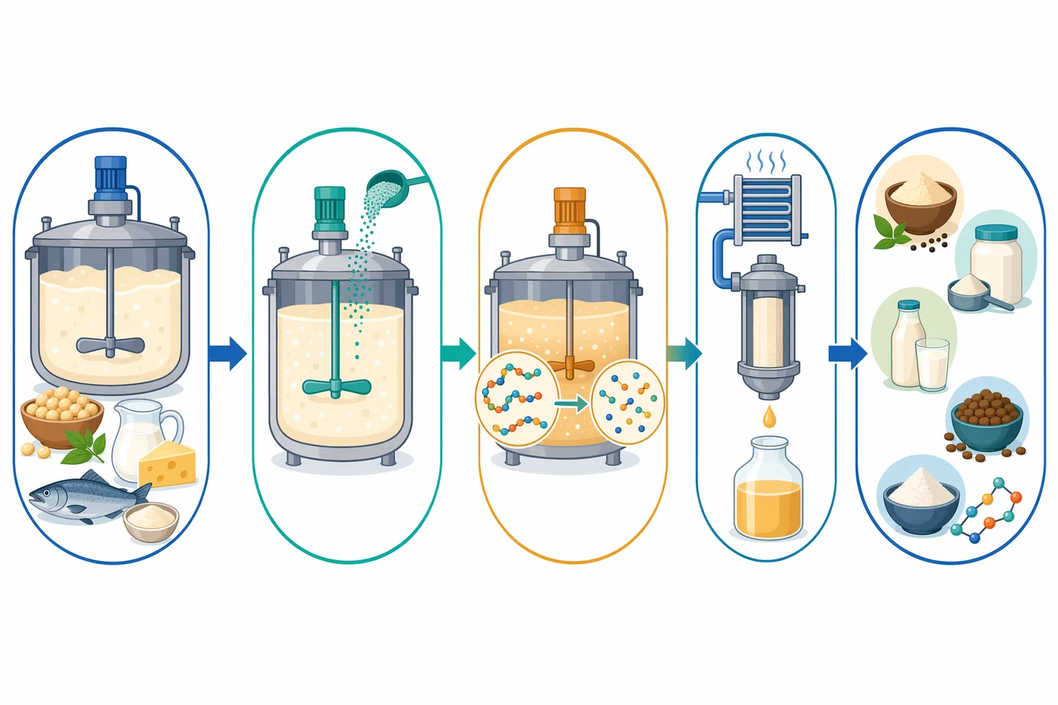 Industrial aminopeptidase hydrolysis converts protein substrates into amino-acid-rich hydrolysates for food, nutrition, fermentation, and feed uses.
