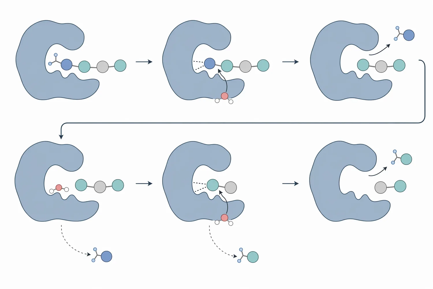 Aminopeptidase acts as an exopeptidase by releasing amino acids sequentially from the N-terminal end of peptide fragments.