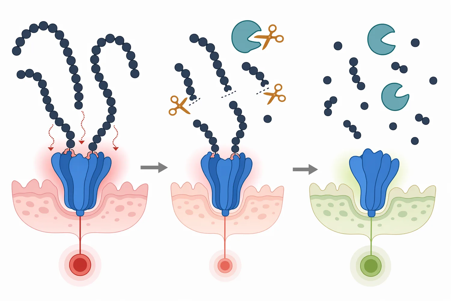 Aminopeptidase can reduce bitterness by trimming accessible peptide ends and shifting the hydrolysate toward shorter peptides and free amino acids.